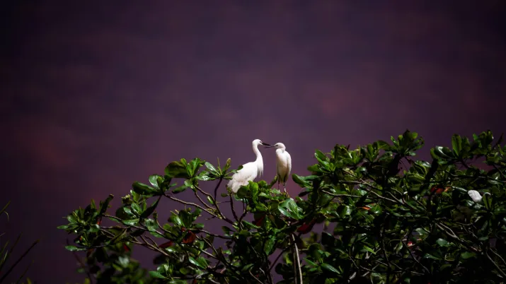 hérons blancs au port de pêche Jeppiar