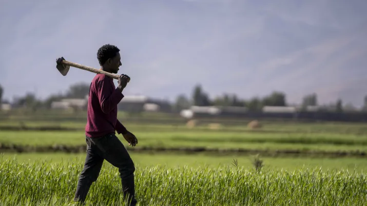 Homme dans un champ de blé